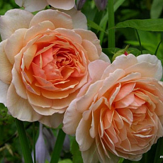 Роза английская парковая Грейс (в тубе)