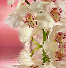 Фотообои Розовая орхидея №194 1960*2010мм (6 листов)