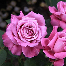 Роза чайно-гибридная Виолет Парфюм (в тубе)