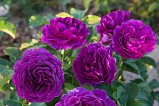 Роза флорибунда Минерва (в тубе)